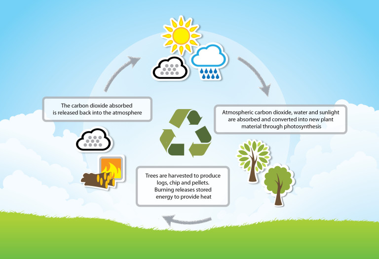 Biomass: A Renewable Energy Source or a Danger to the Environment