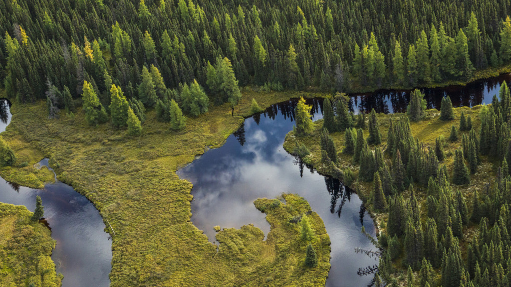 Canada's boreal forest